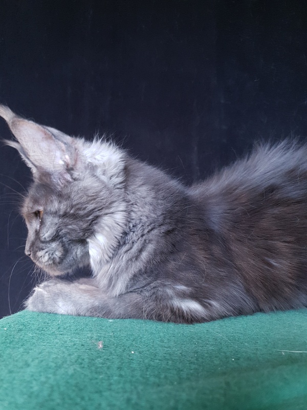 Tilda Akbars - Kitten maine-coon 6 months 3 weeks