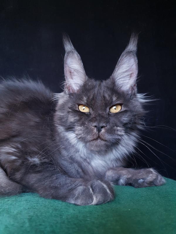 Tilda Akbars - Kitten maine-coon 6 months 3 weeks