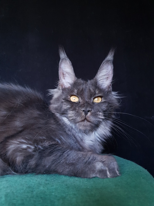 Tilda Akbars - Kitten maine-coon 6 months 3 weeks