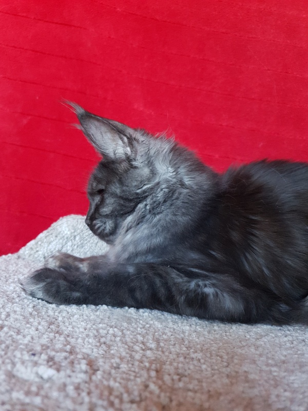 Tilda Akbars - Junior maine-coon 7 months 1.5 week