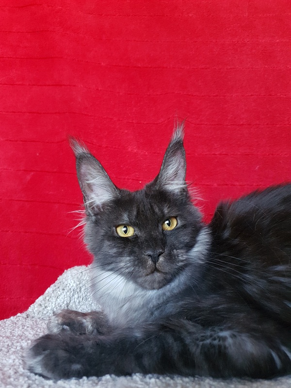 Tilda Akbars - Junior maine-coon 7 months 1.5 week