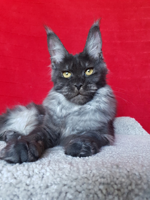 Tilda Akbars - Junior maine-coon 7 months 1.5 week