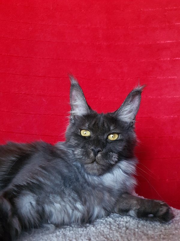 Tilda Akbars - Junior maine-coon 7 months 1.5 week