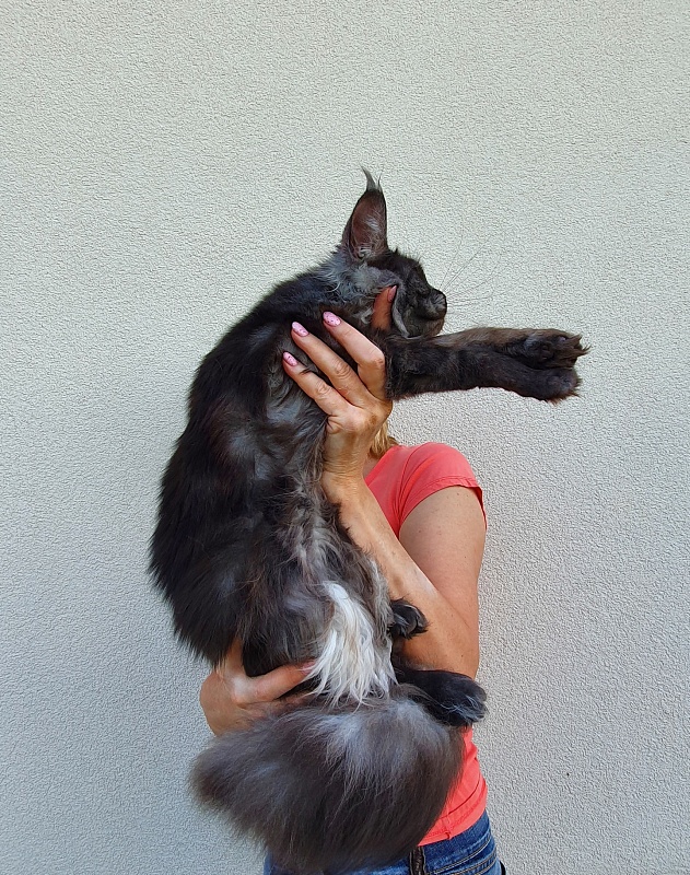 Tilda Akbars - Junior maine-coon 7 months 1.5 week