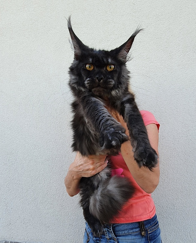 Tilda Akbars - Junior maine-coon 7 months 1.5 week