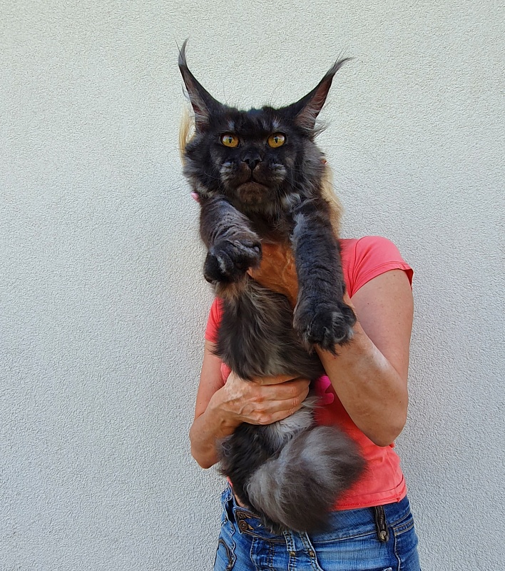 Tilda Akbars - Junior maine-coon 7 months 1.5 week