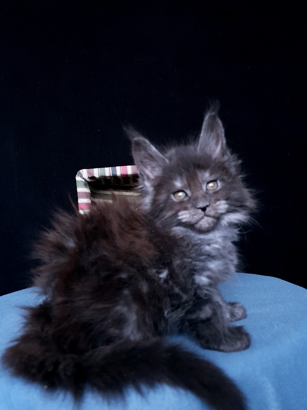 Tilda Akbars - Kitten maine-coon 1 month 1 week
