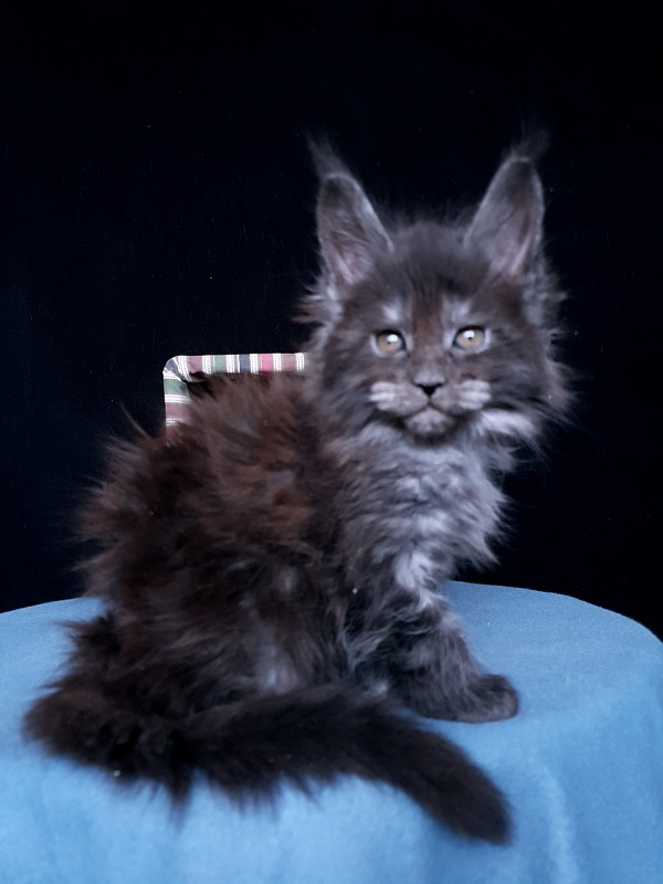 Tilda Akbars - Kitten maine-coon 1 month 1 week