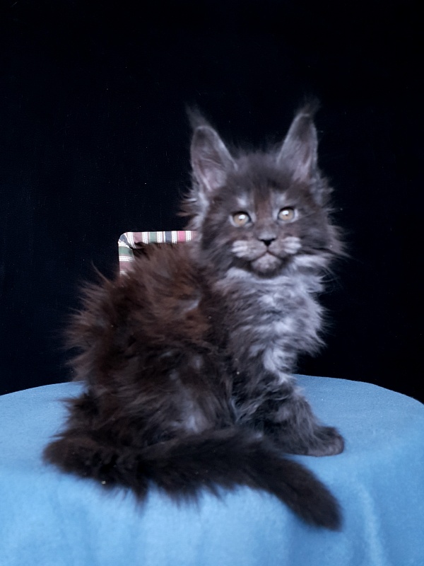 Tilda Akbars - Kitten maine-coon 1 month 1 week