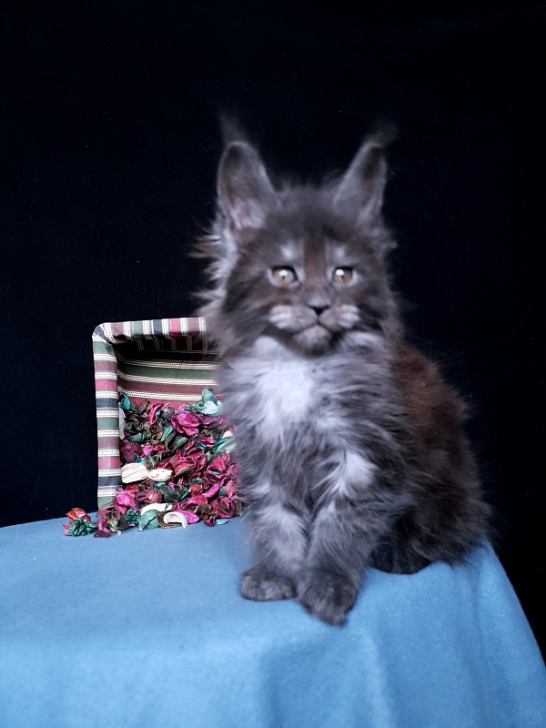 Tilda Akbars - Kitten maine-coon 1 month 1 week