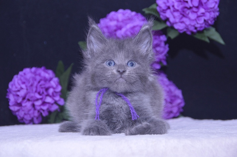 Talisman Akbars - Kitten maine-coon 4 weeks