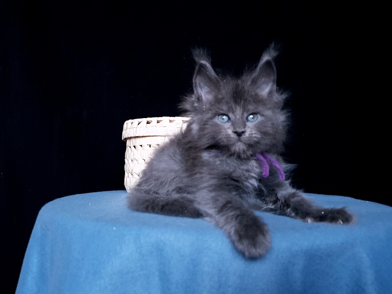 Talisman Akbars - Kitten maine-coon 1 month 1 week