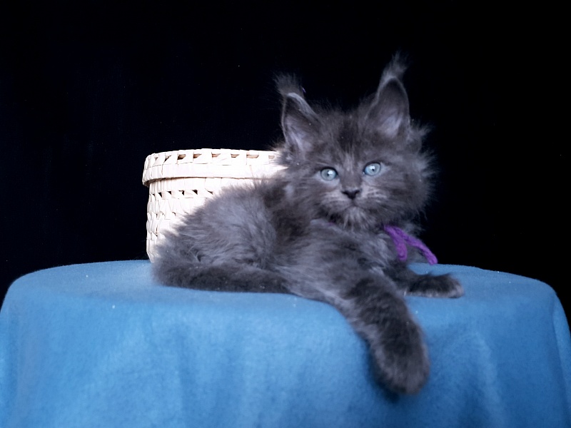 Talisman Akbars - Kitten maine-coon 1 month 1 week