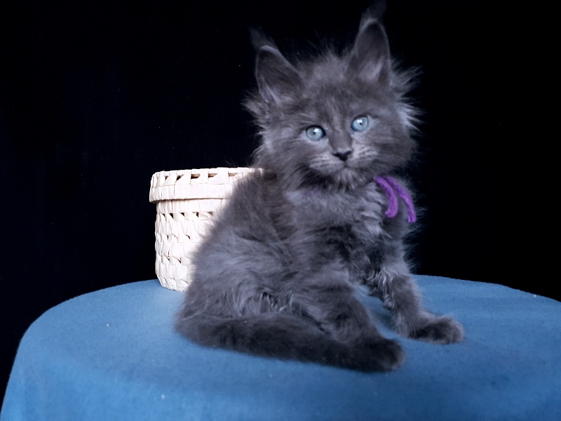 Talisman Akbars - Kitten maine-coon 1 month 1 week
