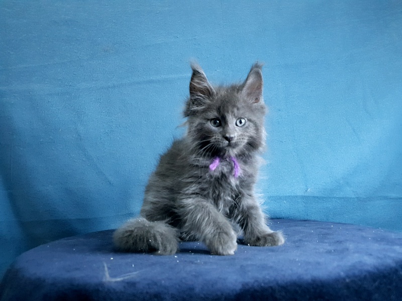 Talisman Akbars - Kitten maine-coon 1 month 2 weeks