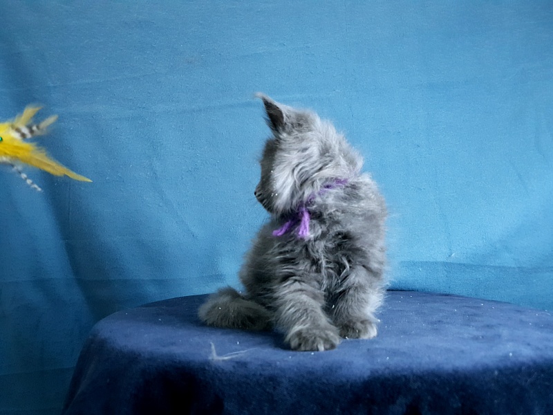 Talisman Akbars - Kitten maine-coon 1 month 2 weeks