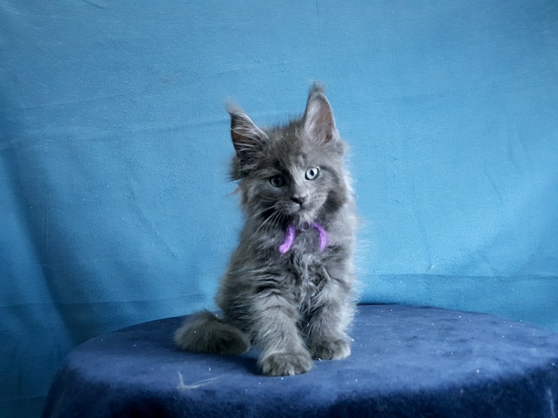Talisman Akbars - Kitten maine-coon 1 month 2 weeks