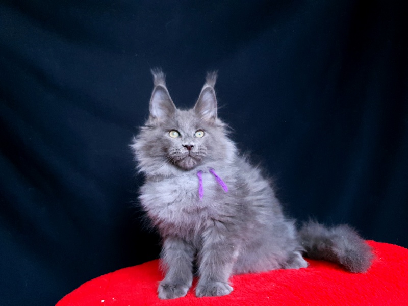 Talisman Akbars - Kitten maine-coon 2 months 2.5 weeks