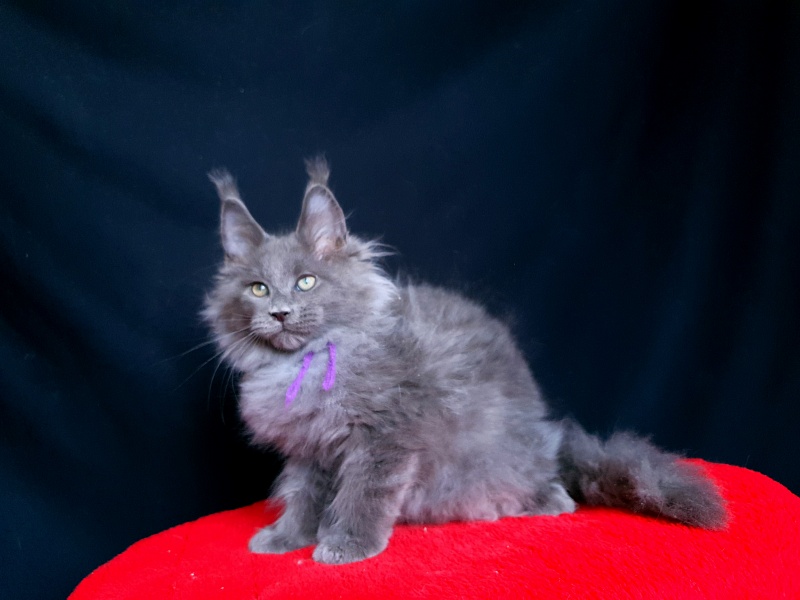 Talisman Akbars - Kitten maine-coon 2 months 2.5 weeks