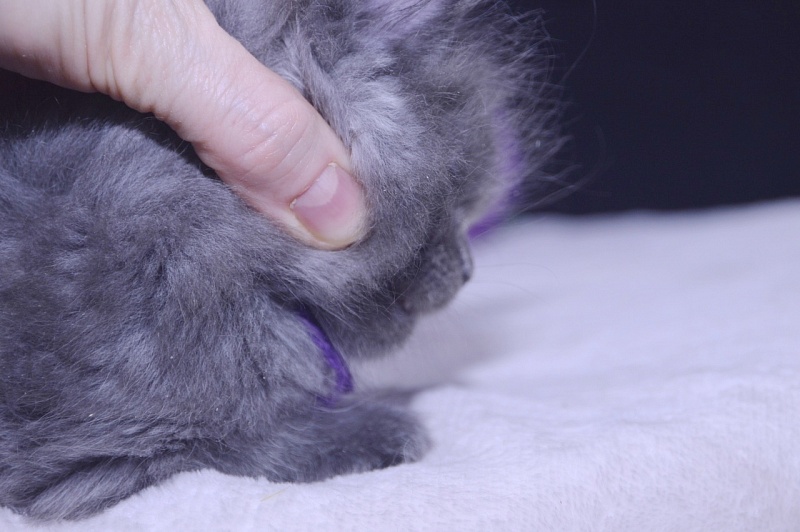 Talisman Akbars - Kitten maine-coon 4 weeks