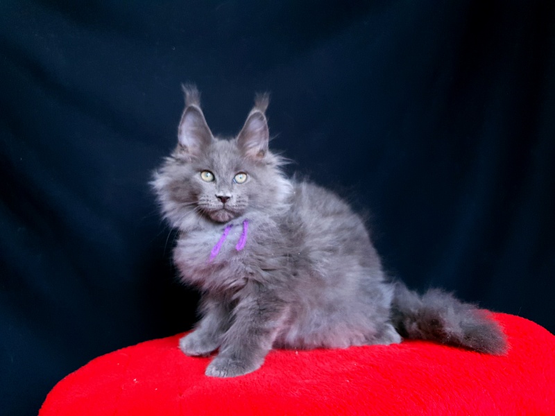 Talisman Akbars - Kitten maine-coon 2 months 2.5 weeks