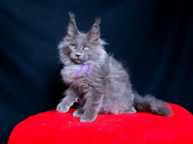 Talisman Akbars - Kitten maine-coon 2 months 2.5 weeks