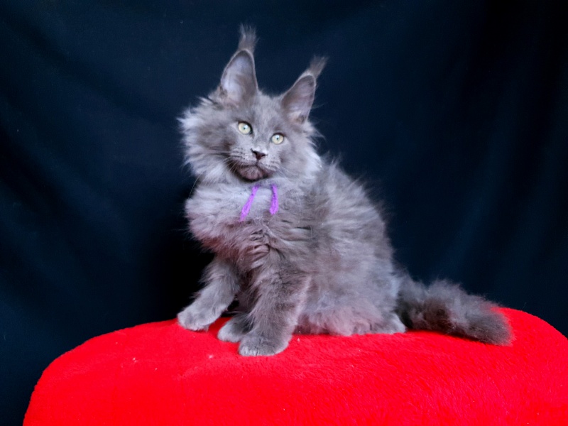 Talisman Akbars - Kitten maine-coon 2 months 2.5 weeks