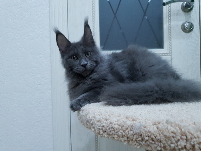 Talisman Akbars - Kitten maine-coon 4 months