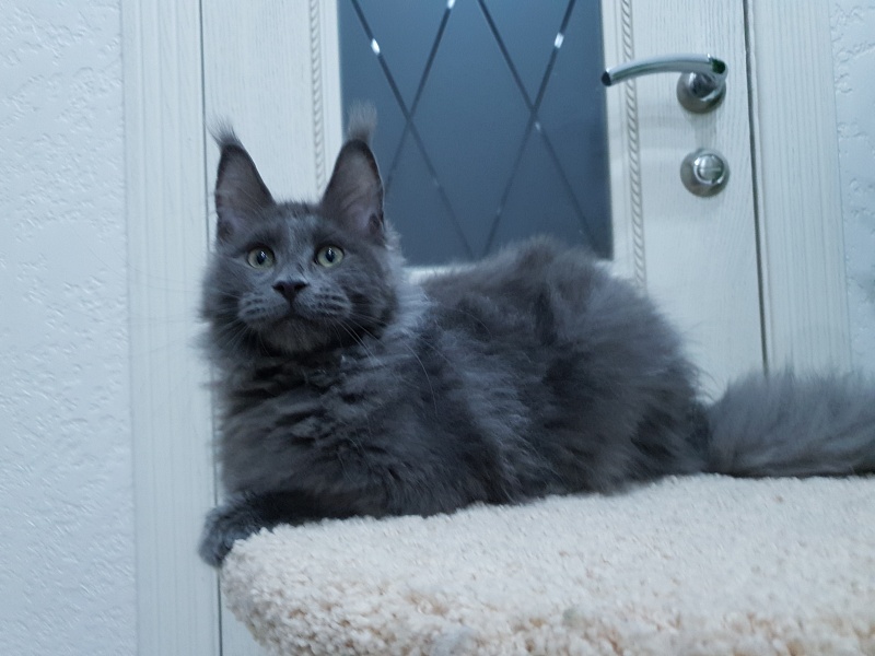 Talisman Akbars - Kitten maine-coon 4 months