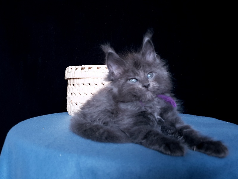 Talisman Akbars - Kitten maine-coon 1 month 1 week