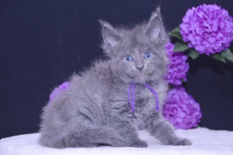 Talisman Akbars - Kitten maine-coon 4 weeks