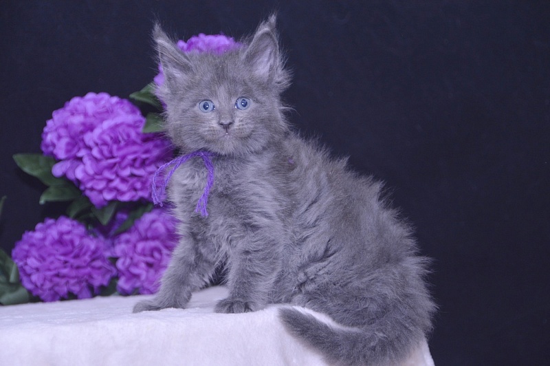 Talisman Akbars - Kitten maine-coon 4 weeks