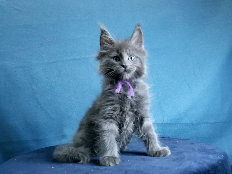 Talisman Akbars - Kitten maine-coon 1 month 2 weeks