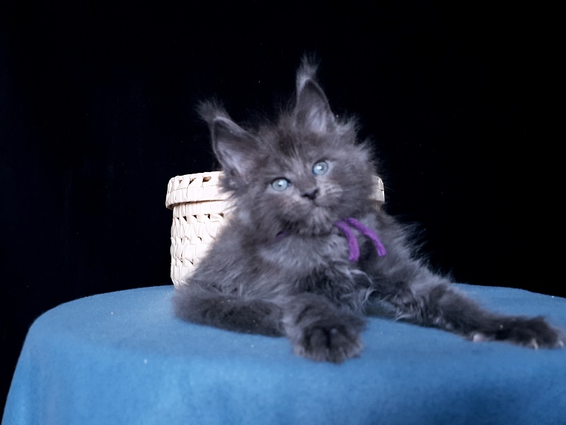 Talisman Akbars - Kitten maine-coon 1 month 1 week