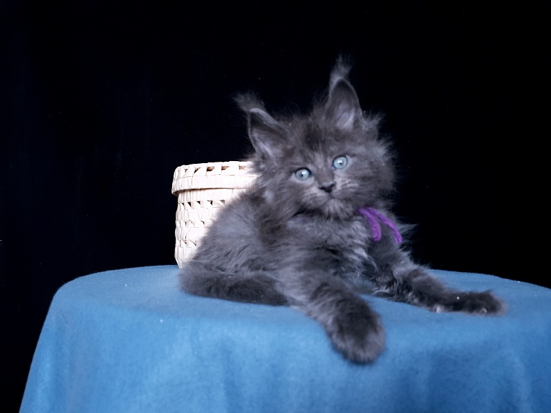 Talisman Akbars - Kitten maine-coon 1 month 1 week