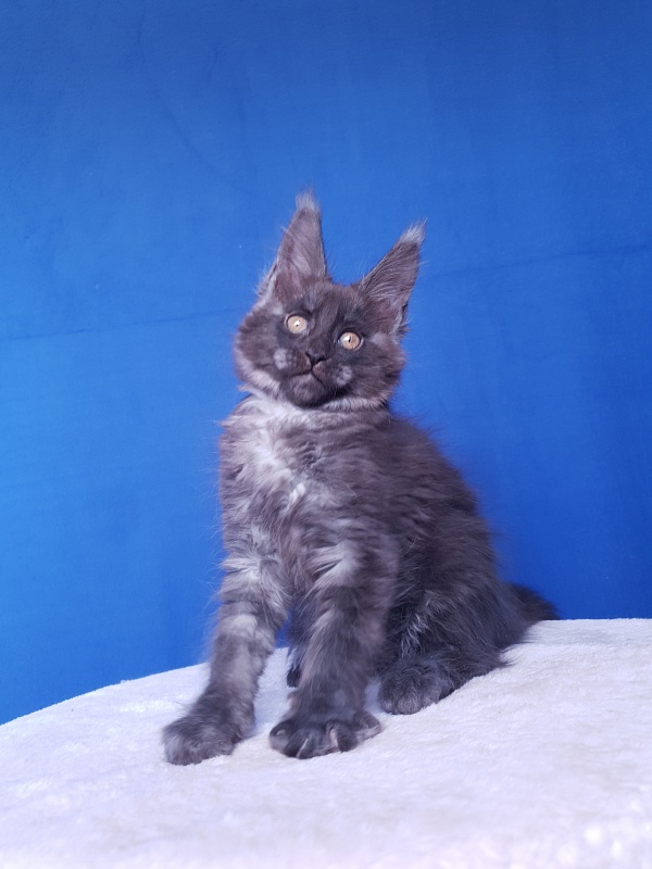 Xany Akbars - Kitten maine-coon 2.5 months