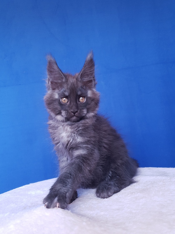 Xany Akbars - Kitten maine-coon 2.5 months