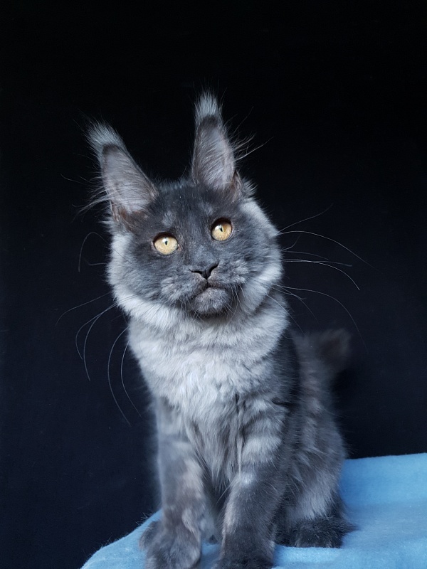 Xany Akbars - Kitten maine-coon 4 months 2 weeks
