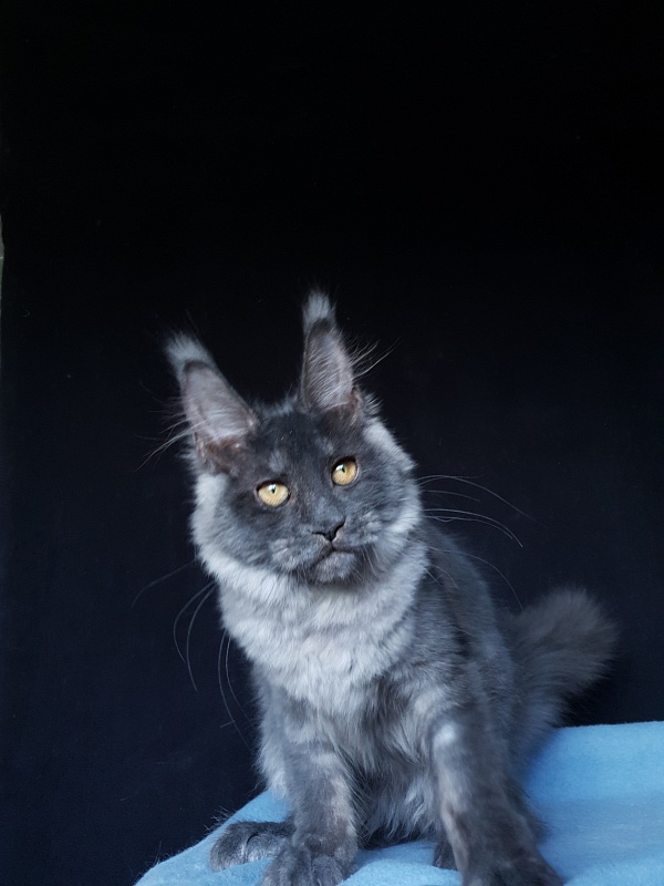 Xany Akbars - Kitten maine-coon 4 months 2 weeks