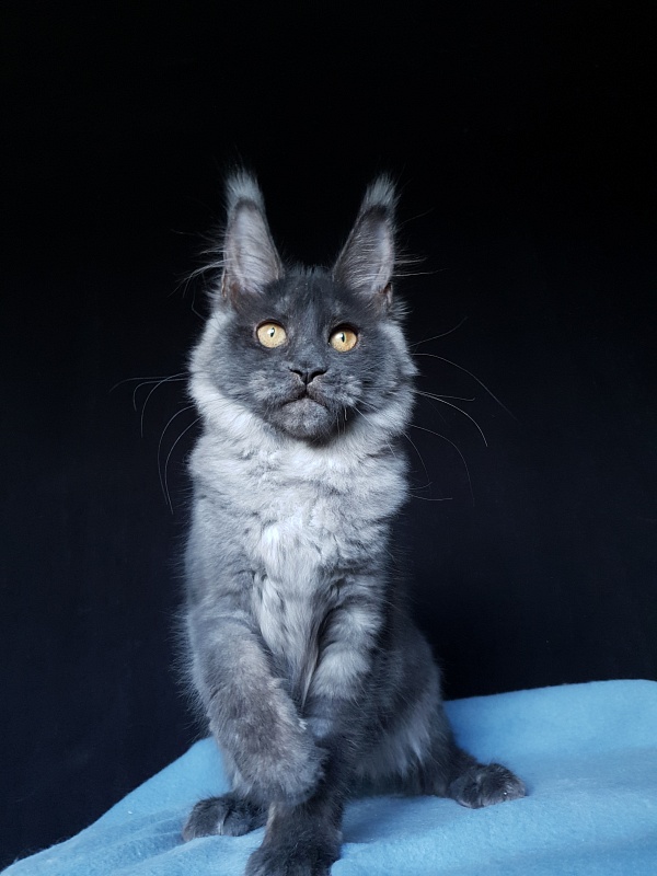 Xany Akbars - Kitten maine-coon 4 months 2 weeks