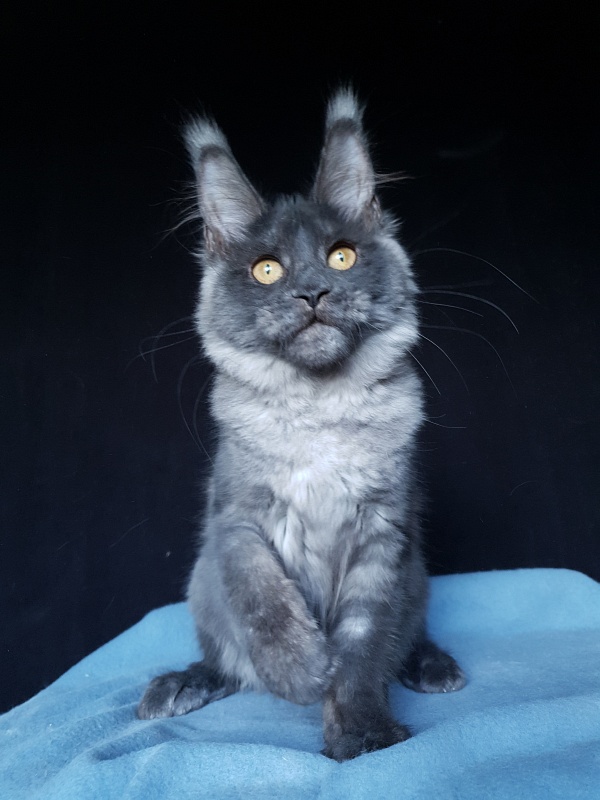 Xany Akbars - Kitten maine-coon 4 months 2 weeks