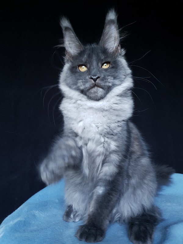 Xany Akbars - Kitten maine-coon 4 months 2 weeks