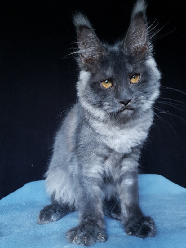 Xany Akbars - Kitten maine-coon 4 months 2 weeks