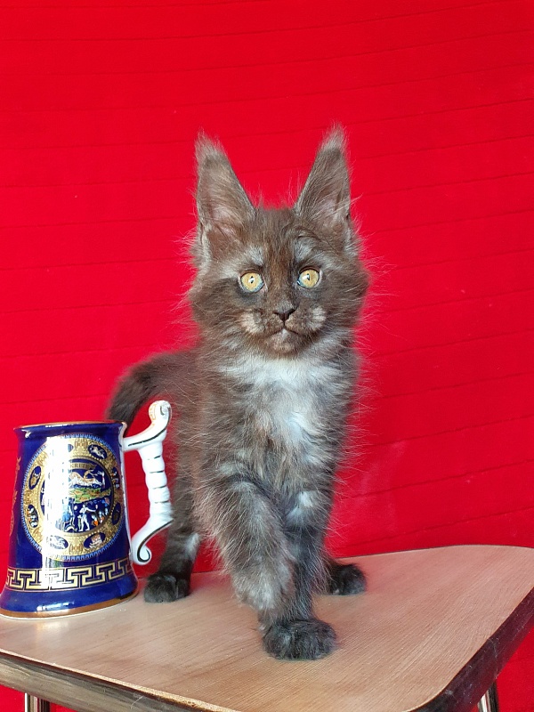 Xany Akbars - Kitten maine-coon 2 months