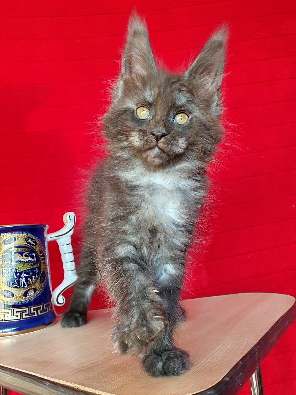 Xany Akbars - Kitten maine-coon 2 months