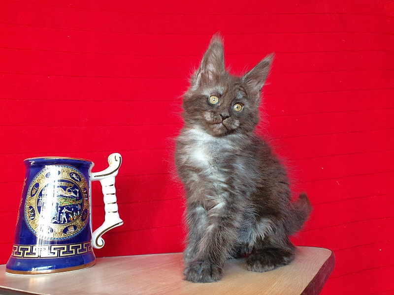 Xany Akbars - Kitten maine-coon 2 months