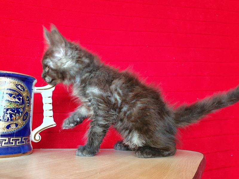 Xany Akbars - Kitten maine-coon 2 months