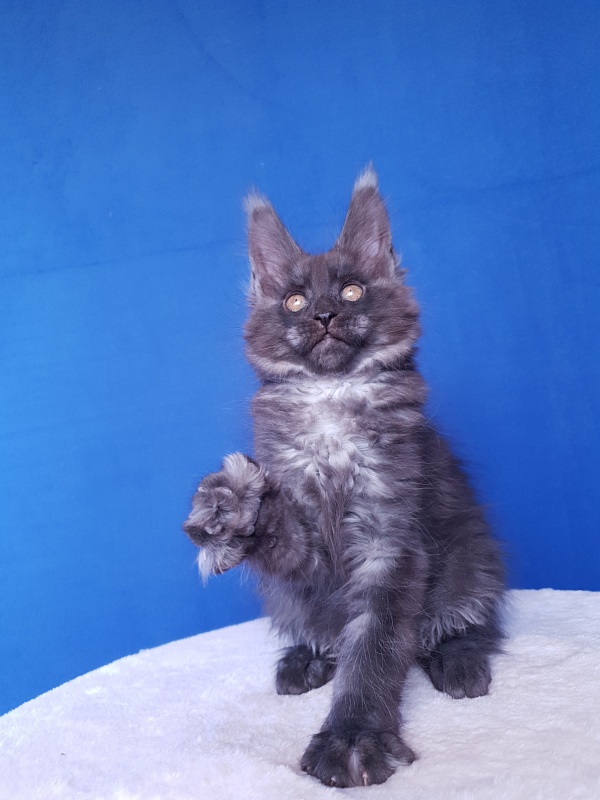 Xany Akbars - Kitten maine-coon 2.5 months