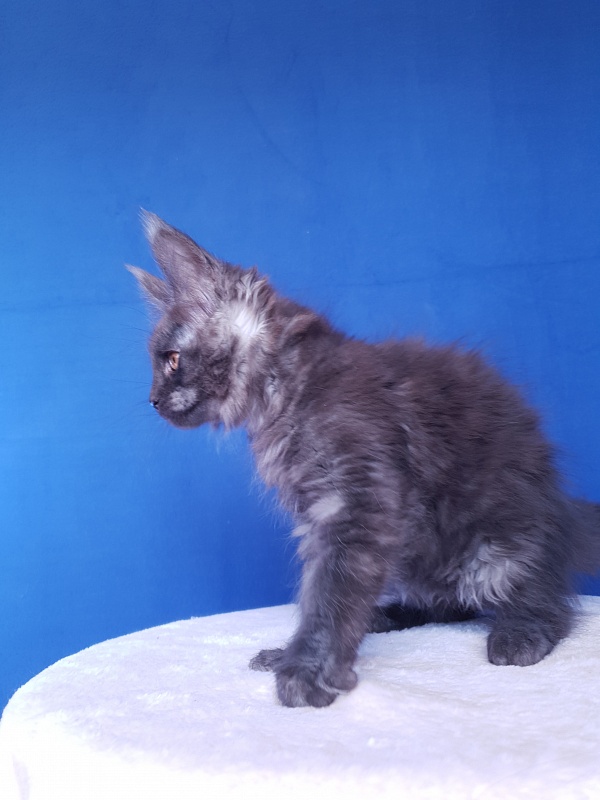Xany Akbars - Kitten maine-coon 2.5 months