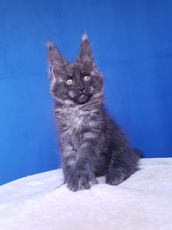 Xany Akbars - Kitten maine-coon 2.5 months